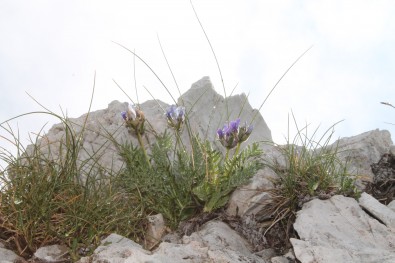 Oxytropis prenja: Mt. Prenj